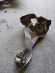 Seat Belt Front Driver Retractor Fits 03-05 Express 1500 Van 462160. Fixed Price $68.39.